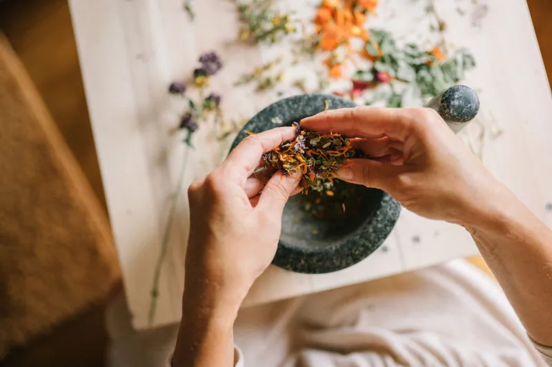 Roots, Bark, and Wandering Hands: Why Nomads Are Turning to Plant Medicine on the Road